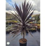 Cordyline ´PURPLE TOWER´ - veľkosť kmeňa 25-40cm, výška 140-160cm, kont. C18L (-12°C)